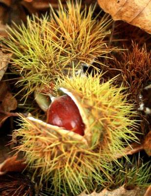 CASTANEA SATIVA CASTAGNO